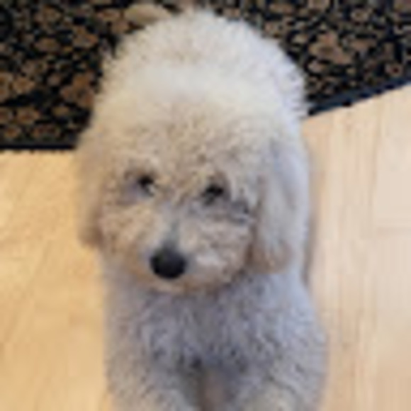 Meet your Posher, Amy - Picture 1 of 1